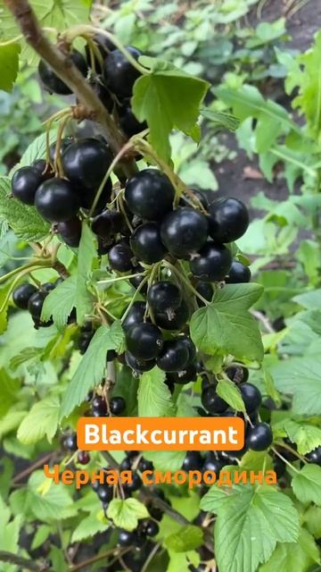 Название ягод на английском #shorts #berries смотреть онлайн