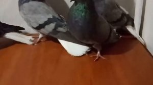 Голуби Мелитополь Крамаренко Игоря Викторовича. Мелитополь. Николаевские.