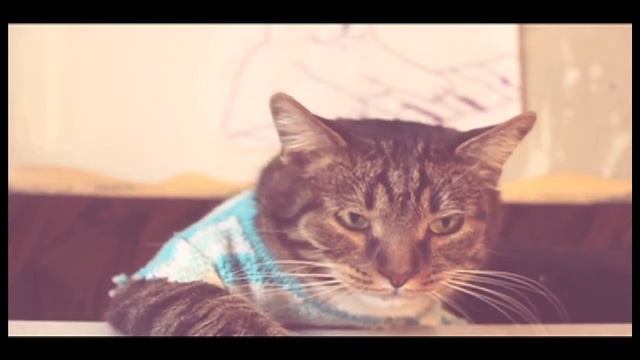 Кот-шоу №2 (С котом Фрэнки) смотреть онлайн
