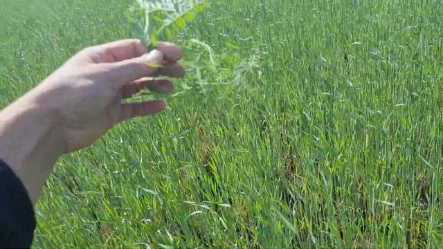 No till organik soy. Пісок. стан на 15.05. смотреть онлайн