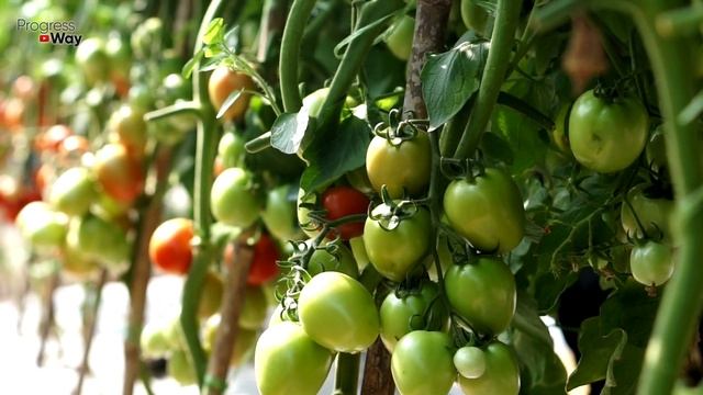 ALL TOMATO FRUITS WILL BE TIE AFTER THIS WITHOUT FEEDINGS AND TREATMENTS смотреть онлайн