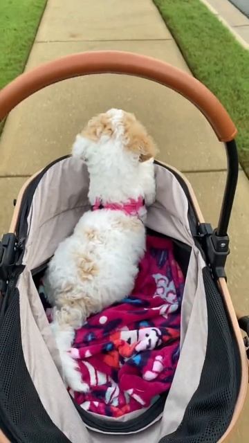 Stroller walking😆 смотреть онлайн