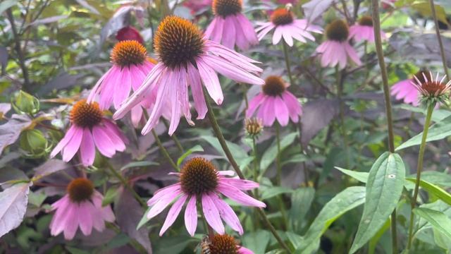 Coneflower care and growing! смотреть онлайн