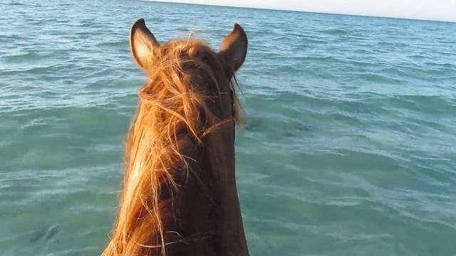 Релакс в море с HorseRiding Hurhgada (Charlotte Freeman) смотреть онлайн