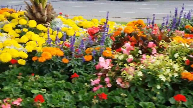 Blumenpark am Café. Amberg, Bayern. 11.07.2024. Цветочный парк у кафе. Амберг, Бавария. смотреть онлайн