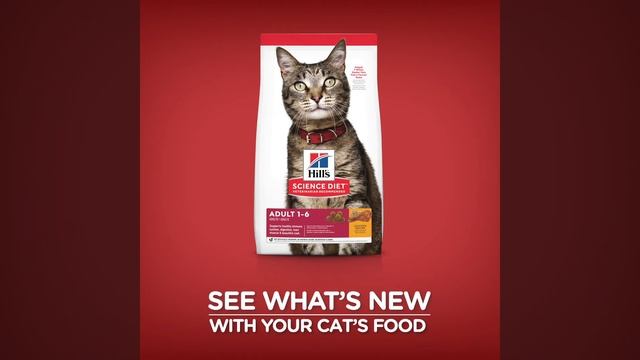 See What's New With Your Cat's Food смотреть онлайн