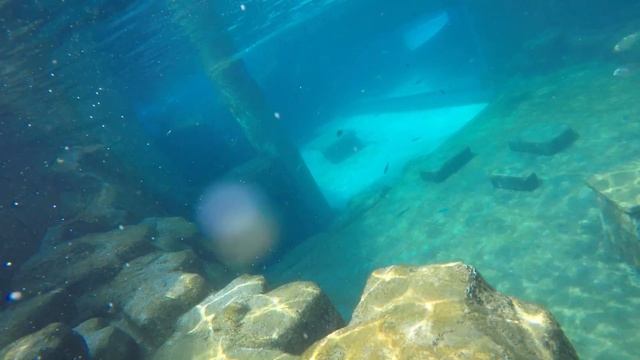 Тутция 2017 Купание с морскими рыбами смотреть онлайн