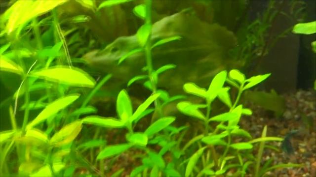 Обзор 120 литрового аквариума с ценами и оборудованием! Дождались! смотреть онлайн