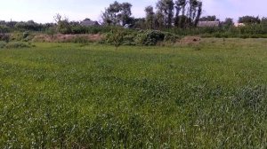 утренний обход огорода фазаны воруют кукурузу