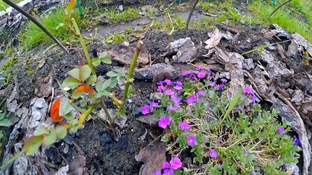 VLOG | Дачные будни | 16.05.2020 год смотреть онлайн