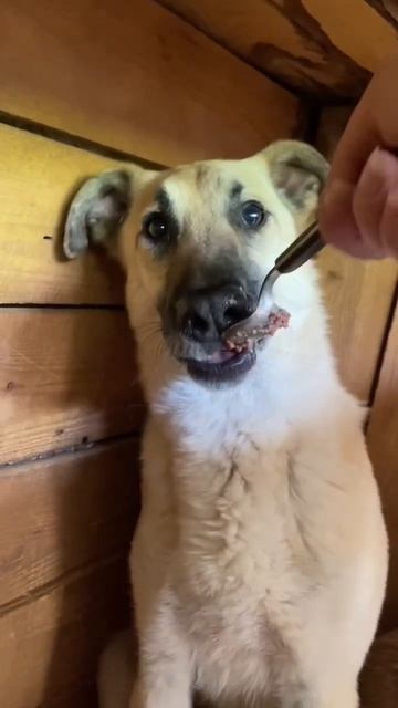 Одинокий пёс из приюта надеется на чудо #shortvideo смотреть онлайн