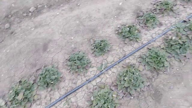 КАК ЗИМУЕТ КЛУБНИКА смотреть онлайн