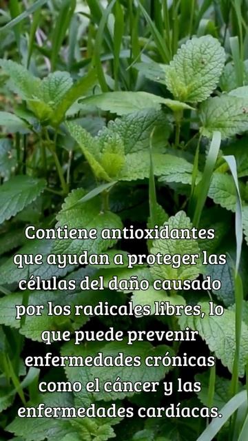 Beneficios de la #MELISA смотреть онлайн