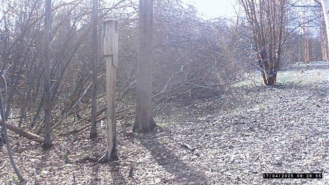 Кадры с фотоловушки смотреть онлайн