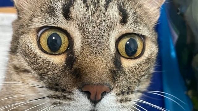 Котенька завис :) смотреть онлайн