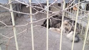 Голуби Свердловские высоколётные.Я за стандарт написанный дедами. 9122815080