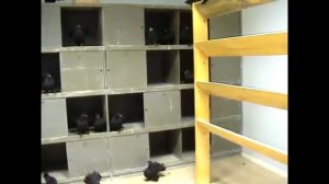 Статные голуби президента клуба "Русские статные" часть 4