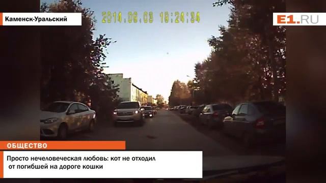 Просто нечеловеческая любовь кот не отходил от погибшей на дороге кошки смотреть онлайн