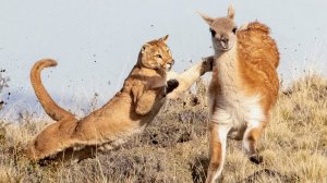 Смертельная охота: когда хищник меньше своей добычи