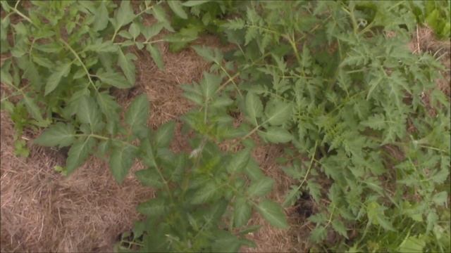 Sprawling Pumpkins and Monster Tomato Flowers смотреть онлайн