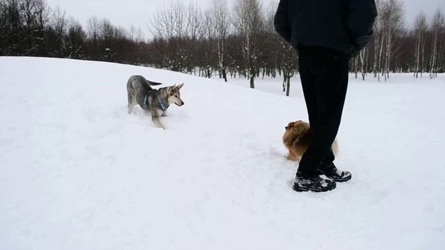 Хайтуша и злобный Шпиц смотреть онлайн