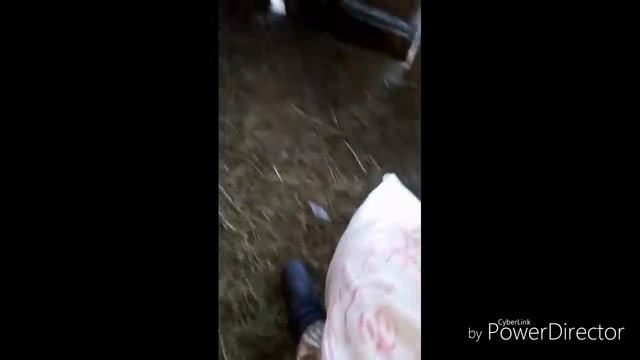 Мой вечер на стайке смотреть онлайн