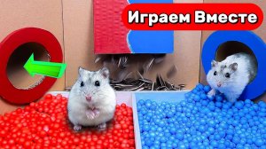 Побег Умного Хомяка через сложный лабиринт "Горячо-Холодно"  🐹 вкусная награда в конце 🐹