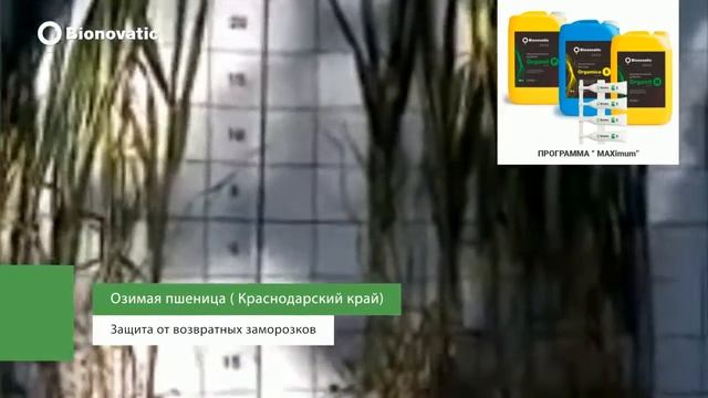 Пшеница озимая ( Краснодарский край) смотреть онлайн