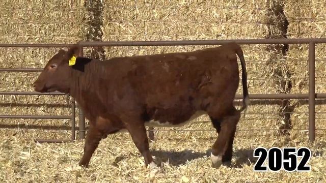 LOT 99 ASH VALLEY MAIDEN 2052 смотреть онлайн