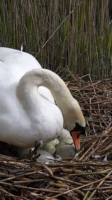 Male mute swan incubates 10 eggs 🦢 смотреть онлайн