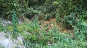 Ателика Лесная Бухта. Обзор Территории.