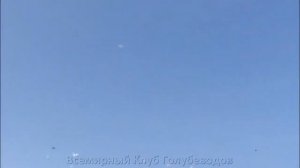 Бойные голуби Казахстана Алматы 2020 Pigeons Almaty