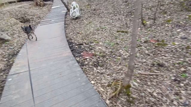 Весенняя тропа в парке Динамо