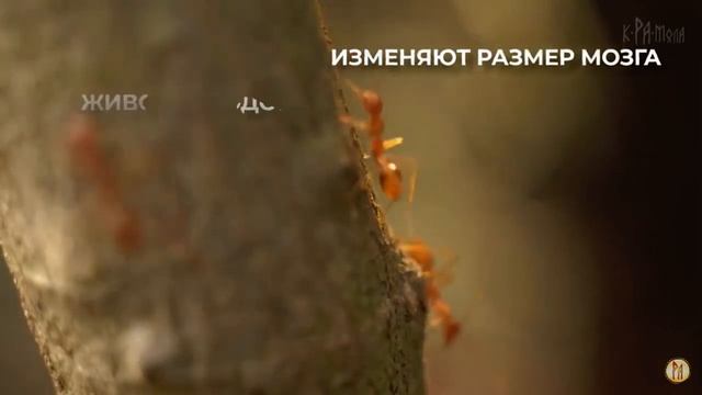 Жизнь муравья! смотреть онлайн