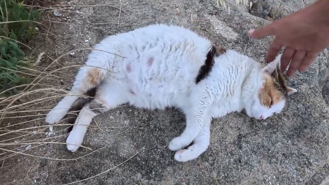 Street cat Fatty and scolopendra / Котобочка отдыхает у моря, а рядом бегает сколопендра смотреть онлайн