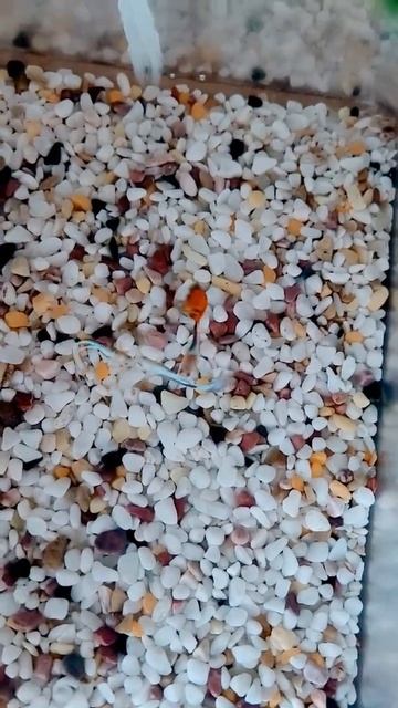 Guppies Fight🐠🥊🔪                        Why They Do This?                              #fish #guppy