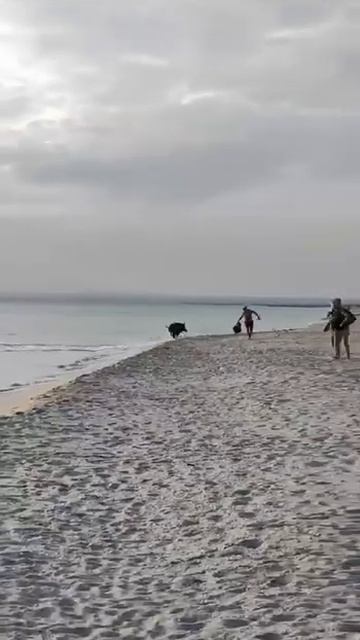 Дикий кабан напугал отдыхающих на пляже в Крыму