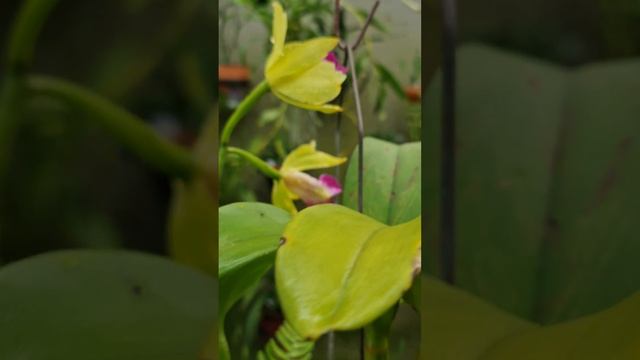 Cattleya Star Garden 'Green Garden' Second Time She Bloomed For Me This Year!🙂🙂