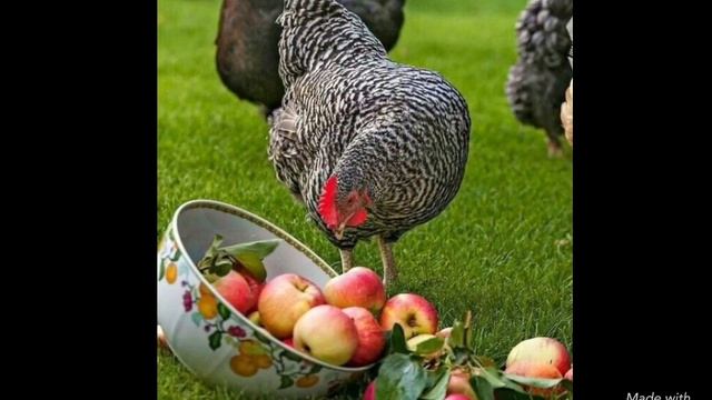 Преображение Господне и Яблочный Спас! Красивое поздравление. 🍎🍏🍎 смотреть онлайн