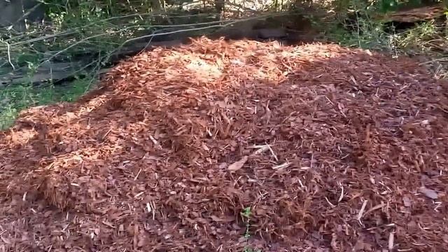 Tractor Mulching Biathlon смотреть онлайн