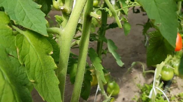 Томат Большая паста Кролл Чико красная 21.07.24 смотреть онлайн