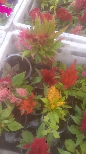 рассада цветов овощей на Садовой Заводской район Селекционная 11(2) смотреть онлайн