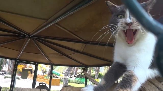 Akka Antedon Hotel 5* Акка Антедон Бельдиби Турция смотреть онлайн