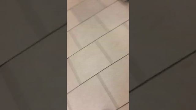 Покупон коту Вискас на днюху смотреть онлайн