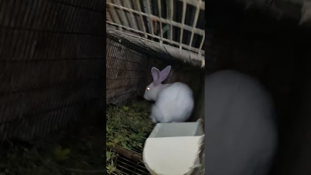 Кролики Панон молодняк стають самостійними.. Кролики Тернопіль смотреть онлайн