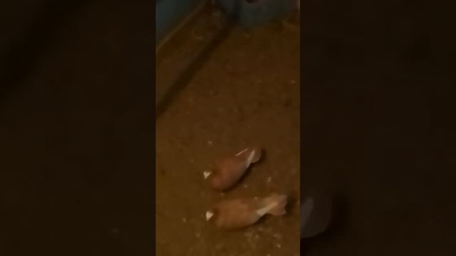 Ставропольские сороки. смотреть онлайн