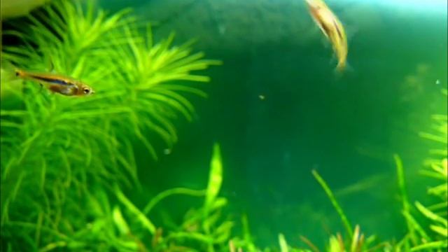 Boraras urophthalmoides смотреть онлайн
