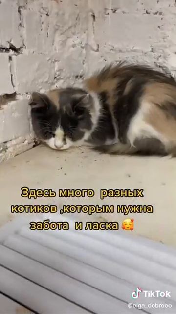 Новое котокафе Симбастиан Питер!Лучшие места Питера смотреть онлайн