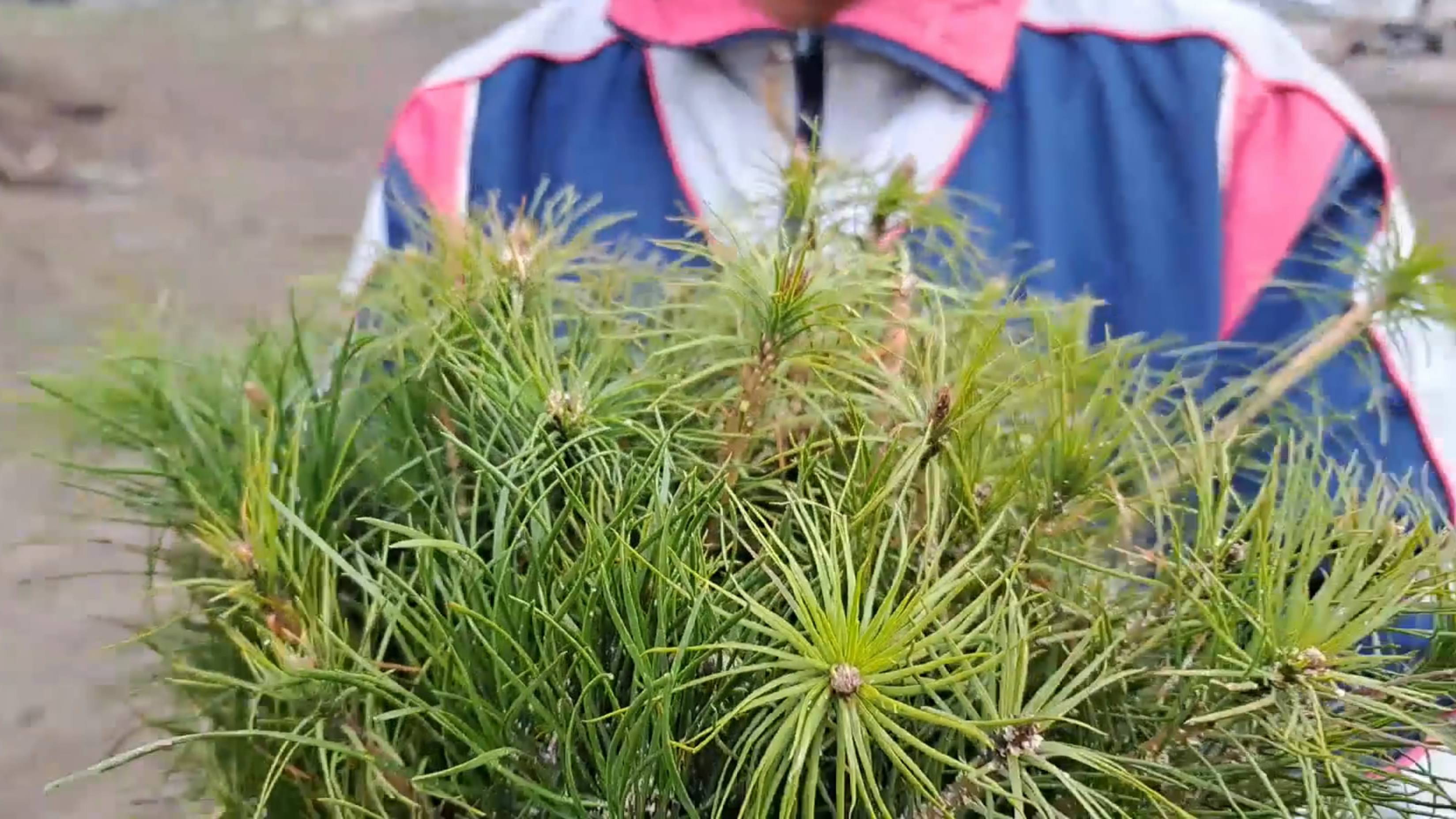 Сосны 2 смотреть онлайн