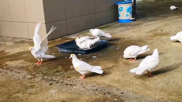 Пискуны первый выход на улицу. Young pigeons go outside for the first time смотреть онлайн